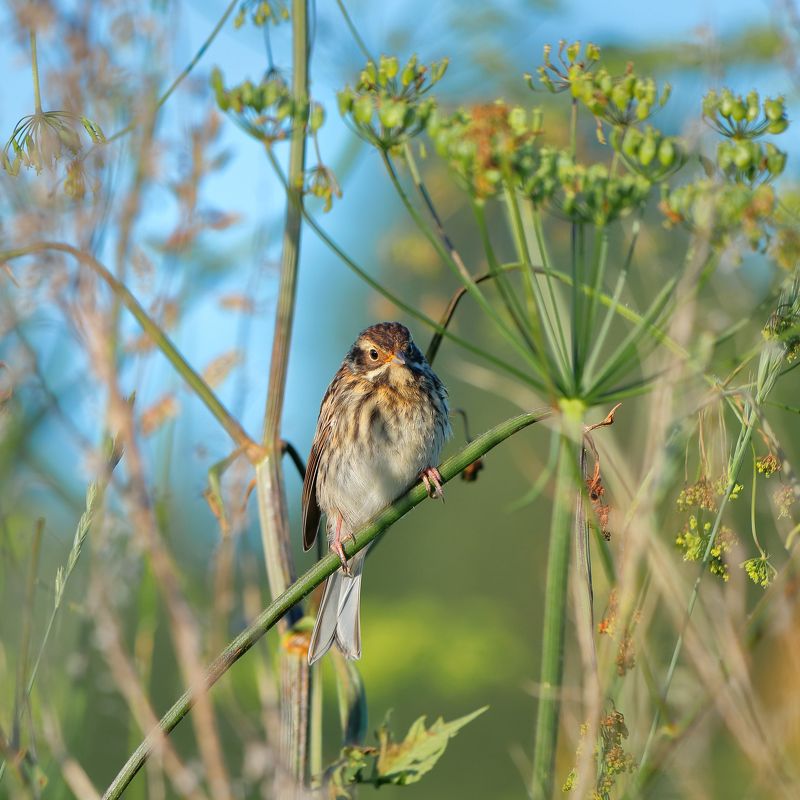 Тростниковая овсянка фото превью
