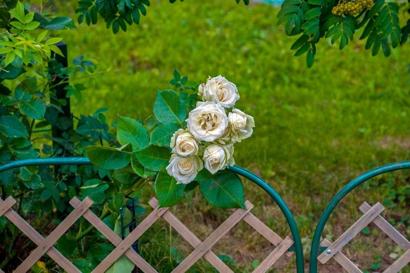 Увядающая красота фото превью