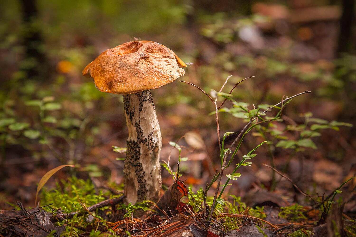 , Напалкин Станислав