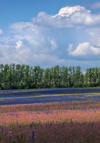 Радость лета!