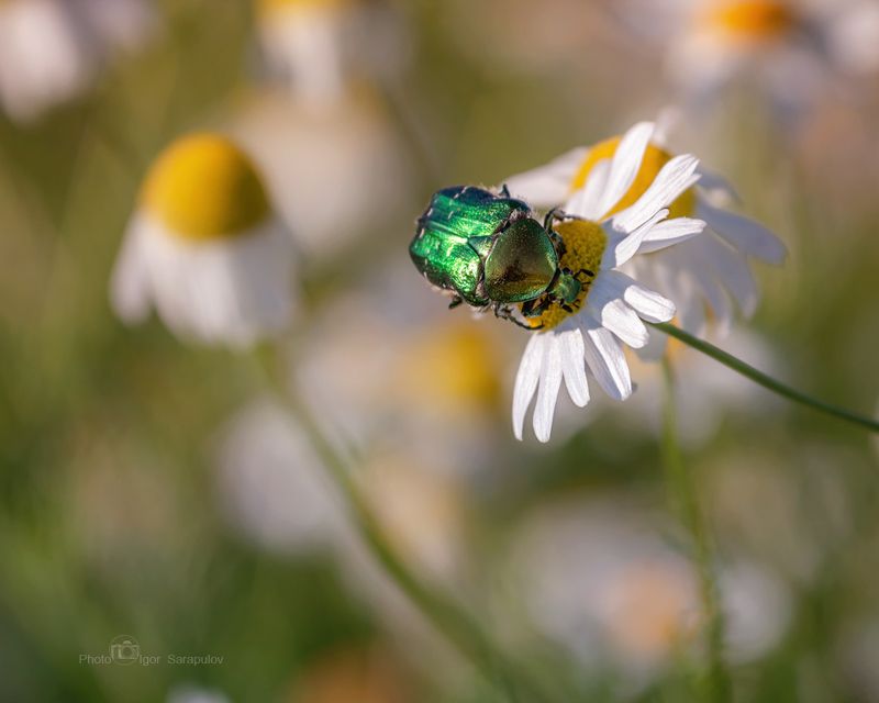 цветы, цветение, ромашки, природа,  макро, красота, жук, бронзовка, боке, matricaria,  kwanon photo, cetonia aurata, Бронзовка и ромашки фото превью