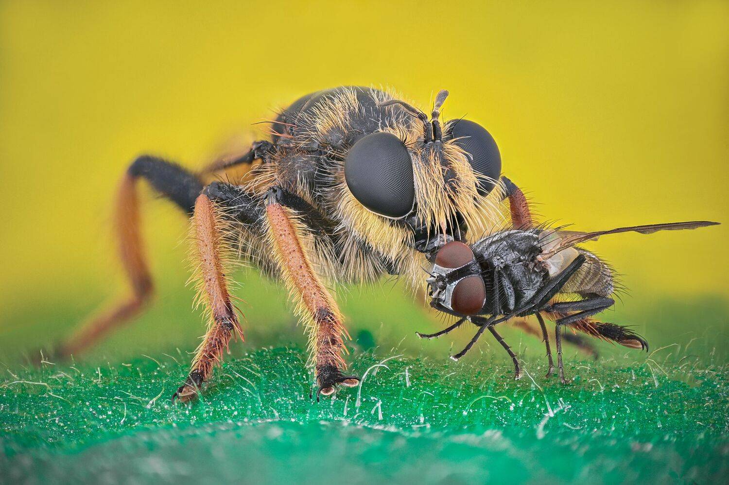 ceclii, macro,nikon z6ii, lomo 3.7, Tsvetan Ganev