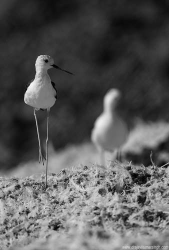 Black-winged stilt