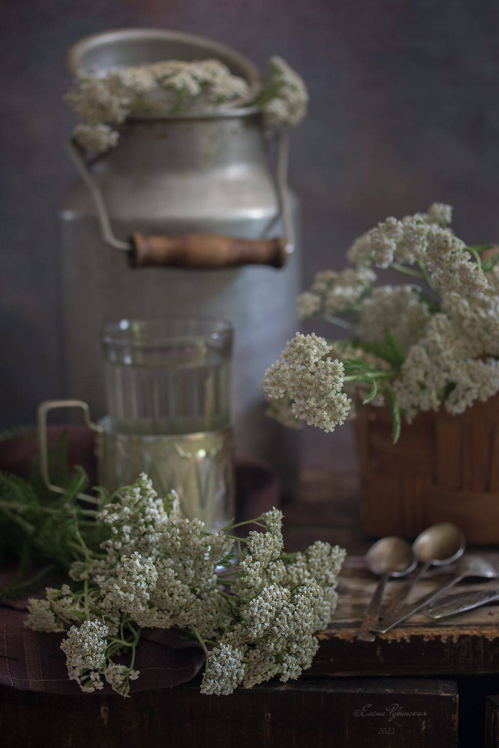 тысячелистник, натюрморт, Елена Рубинская