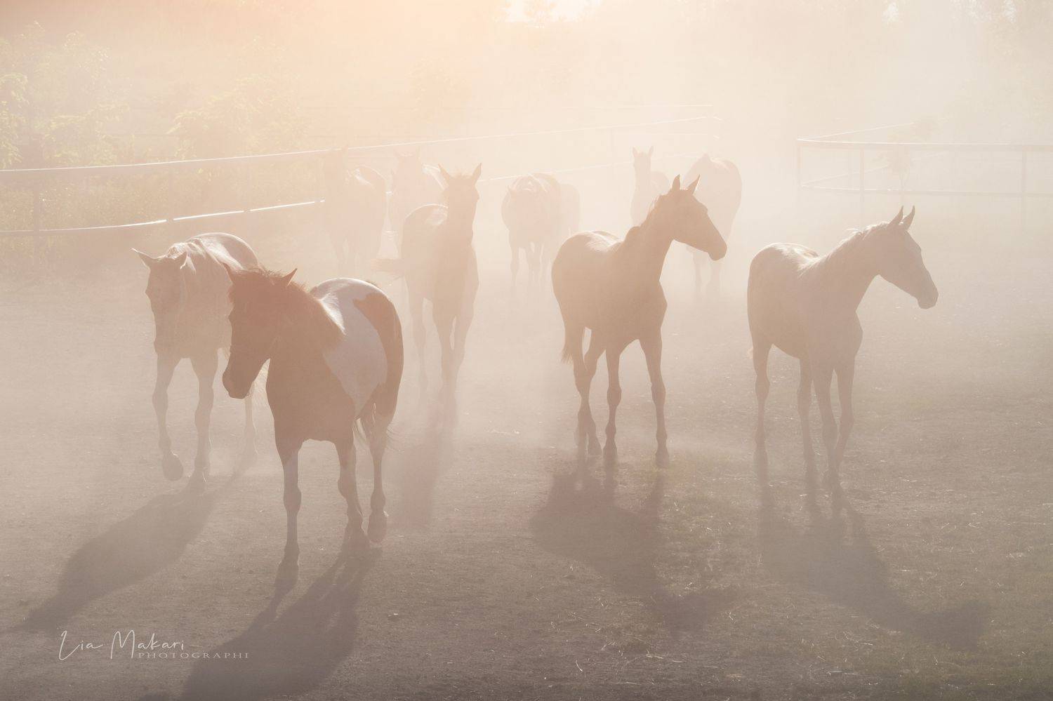 Лошади, лошадь, табун, horse, Lia Makari