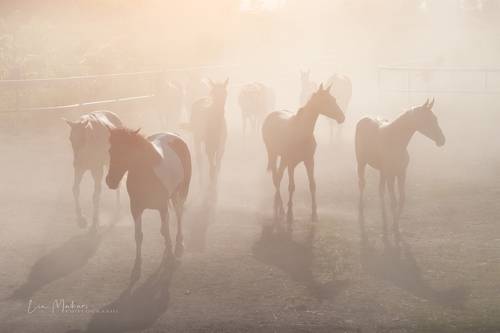 Дорога домой
