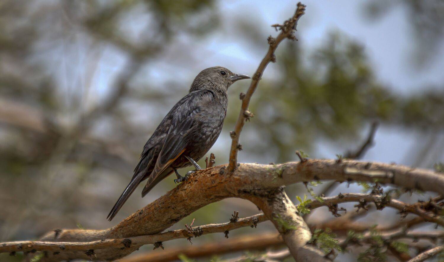 , Валентина Булкина