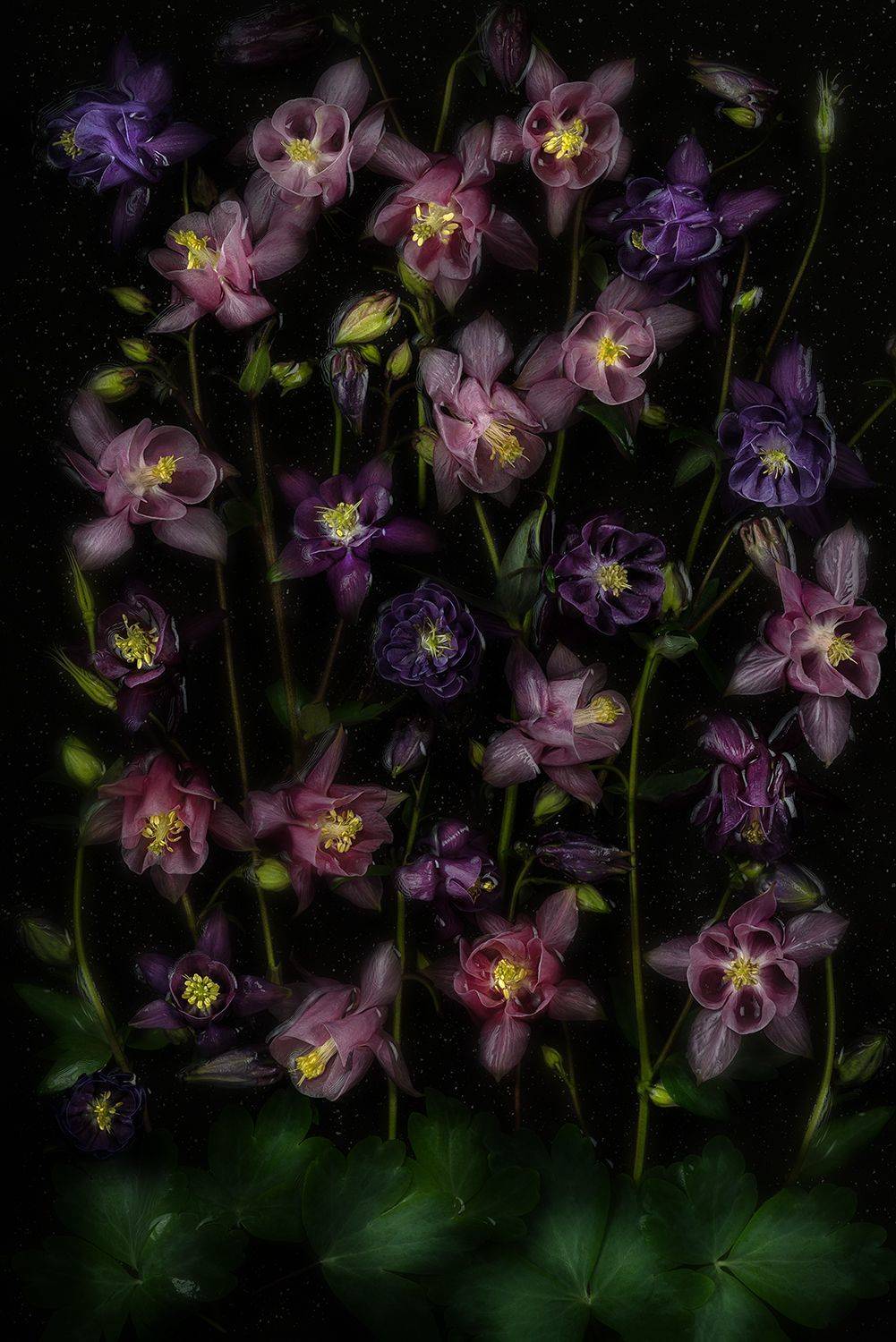 цветы, аквилегия, водосбор, цветок, флора, природа, листья, лепестки, цветение, Ольга ЯR