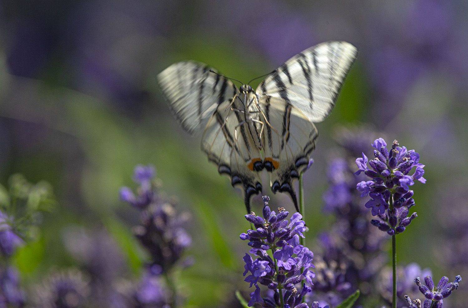 , Анатолий Макоедов