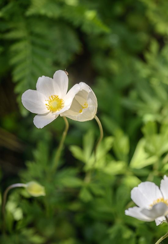 ** фото превью