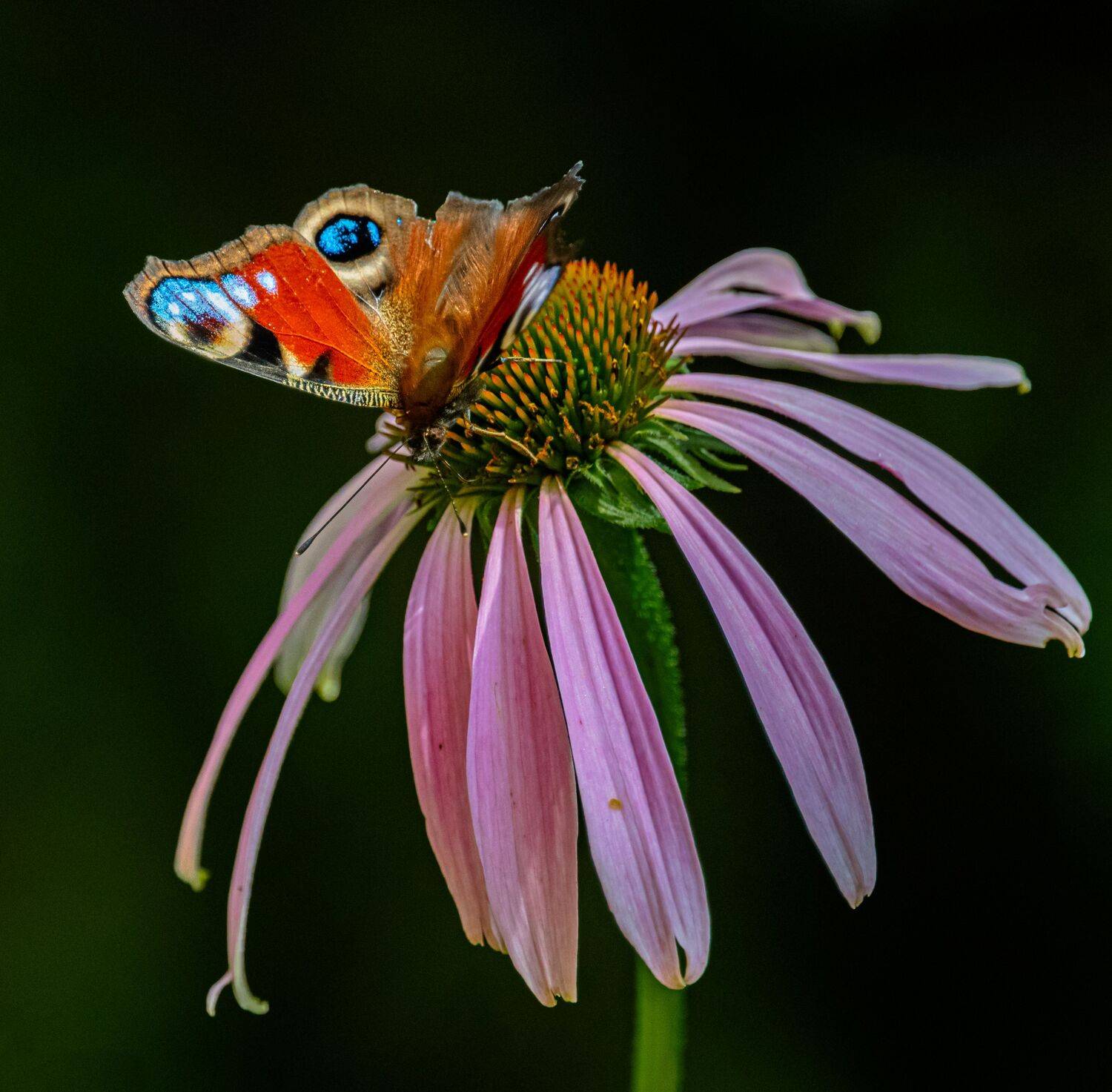 , Курлянцев Алексей