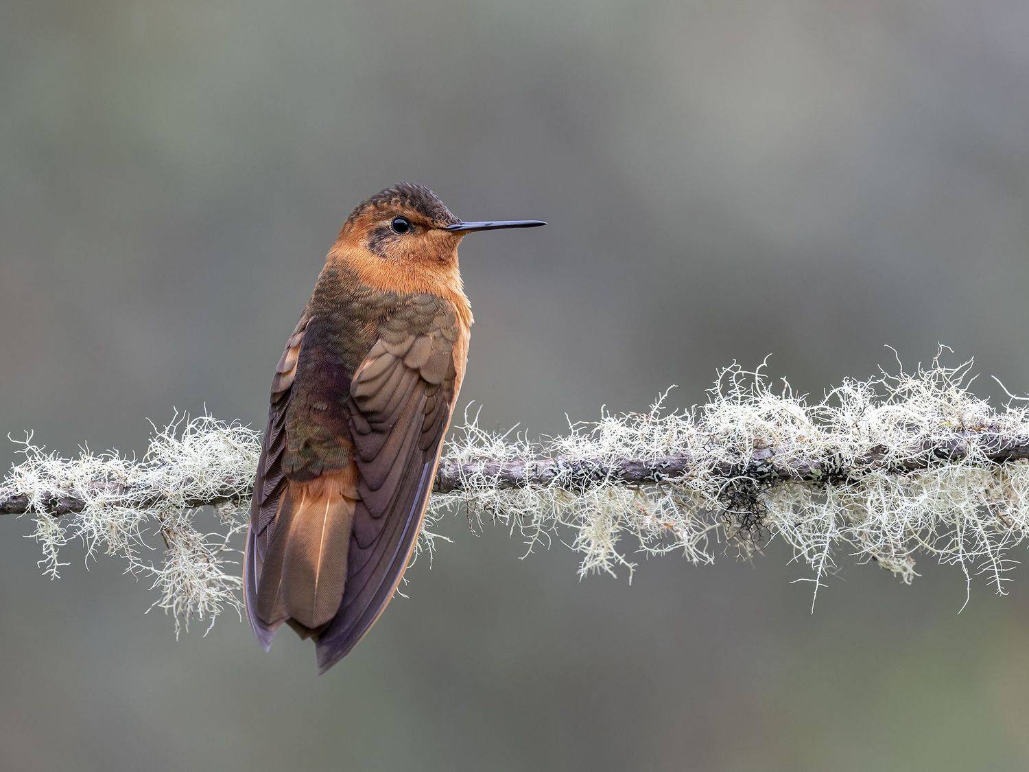 , Fernando Burgalin Sequeira