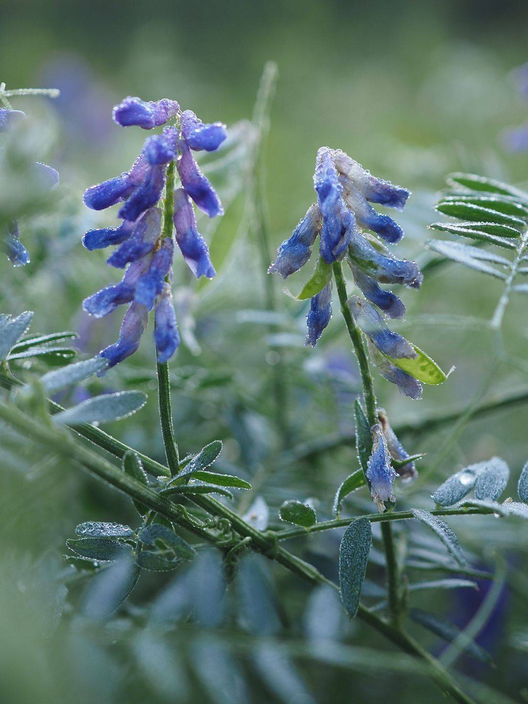 , Сергей Калёв