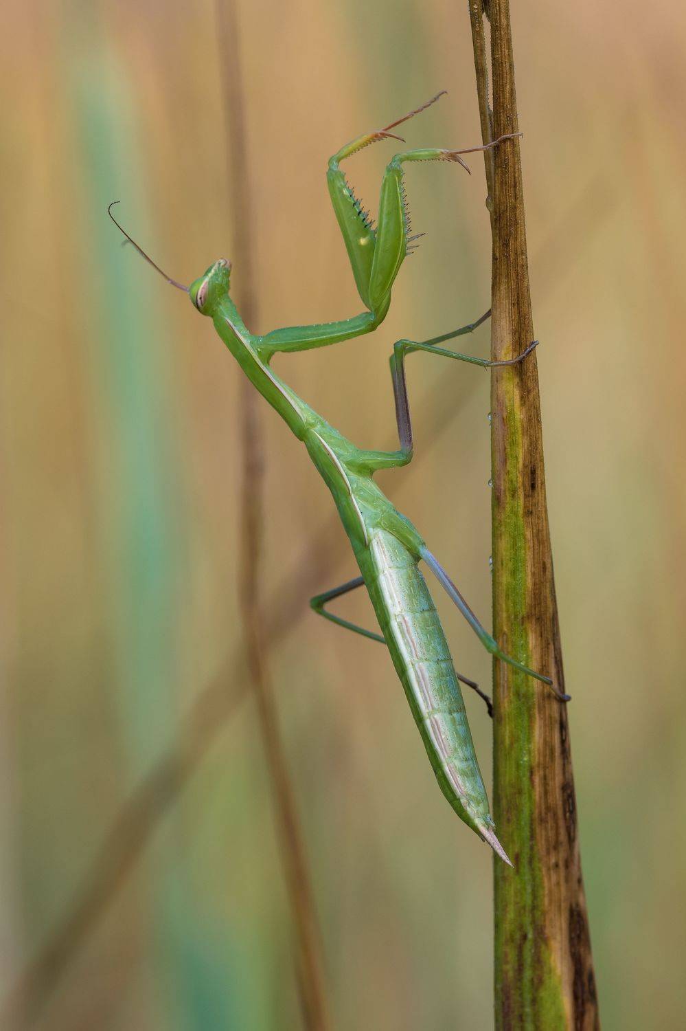 , Роман Зайцев