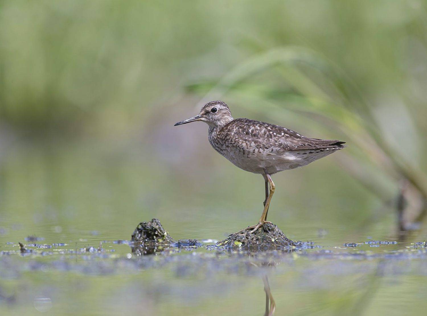 птицы,природа, лето, Андрей Киселёв