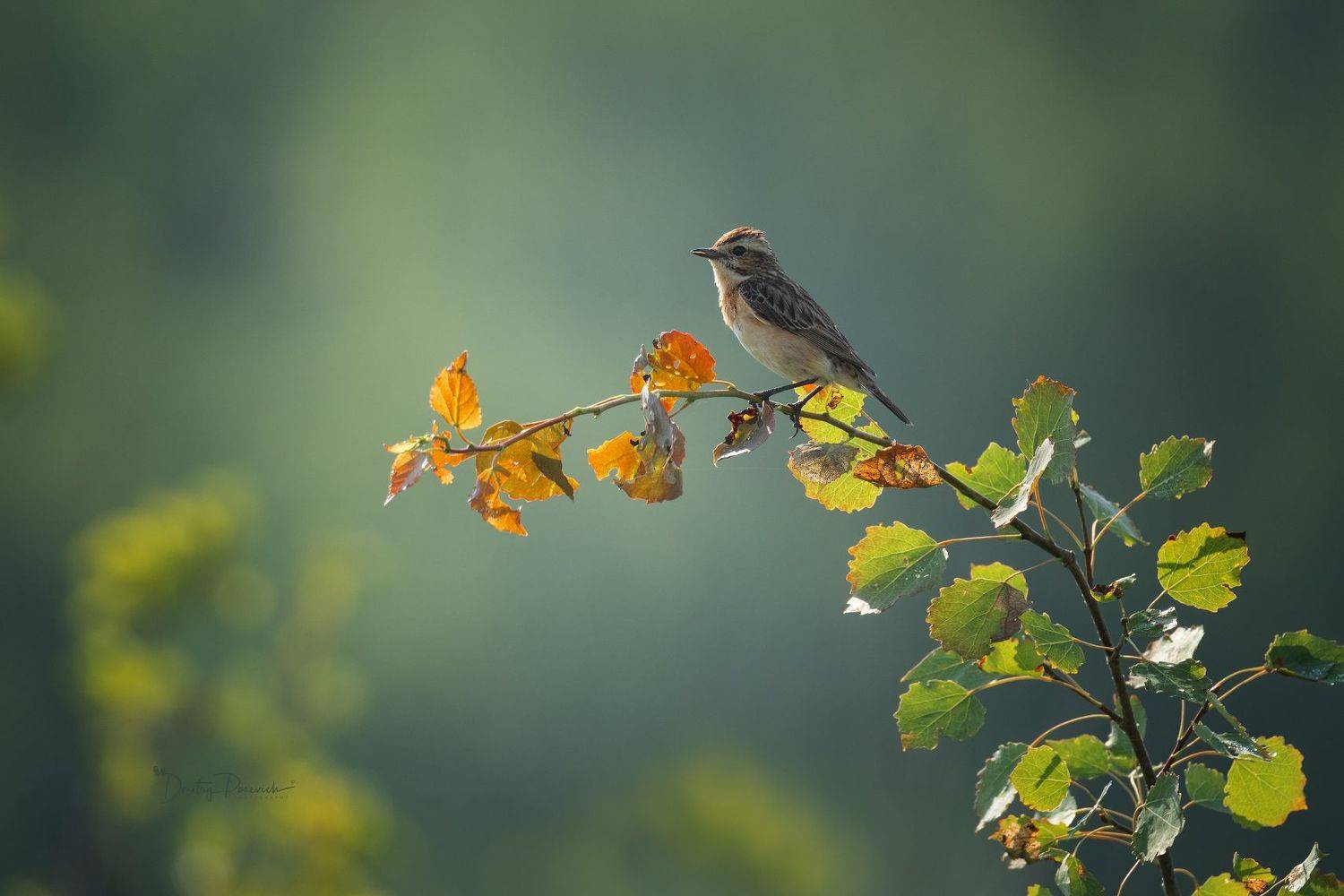 природа, лес, поля, огороды, животные, птицы, макро, Посевич Дмитрий