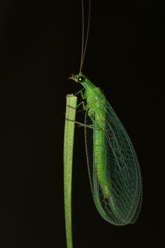 вега11у,златоглазка,ставрополь Ночная фея фото превью