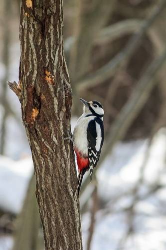 Большой пёстрый дятел