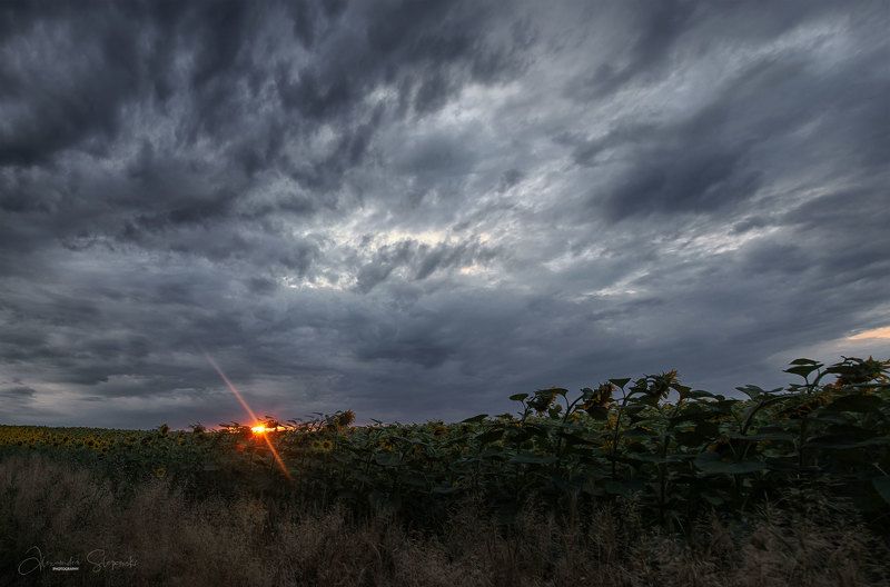 sunflowers Evening sunflowers фото превью