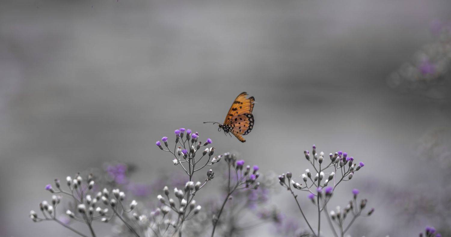 Wildlife, Macro, Kushan Madushanka Sonnadara