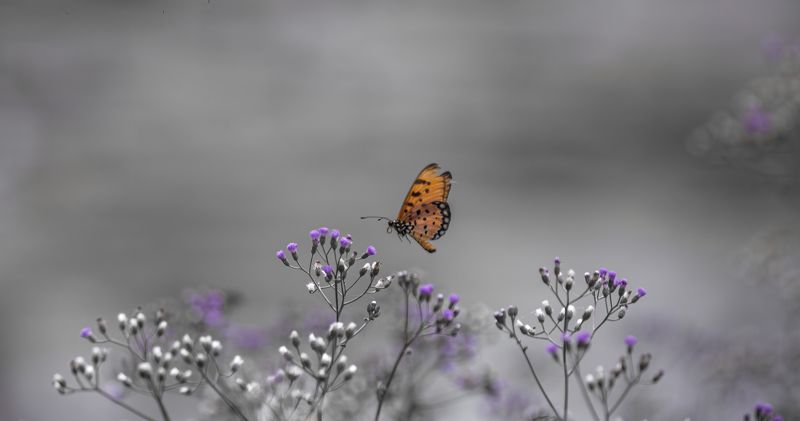 Wildlife, Macro Finding Colors фото превью