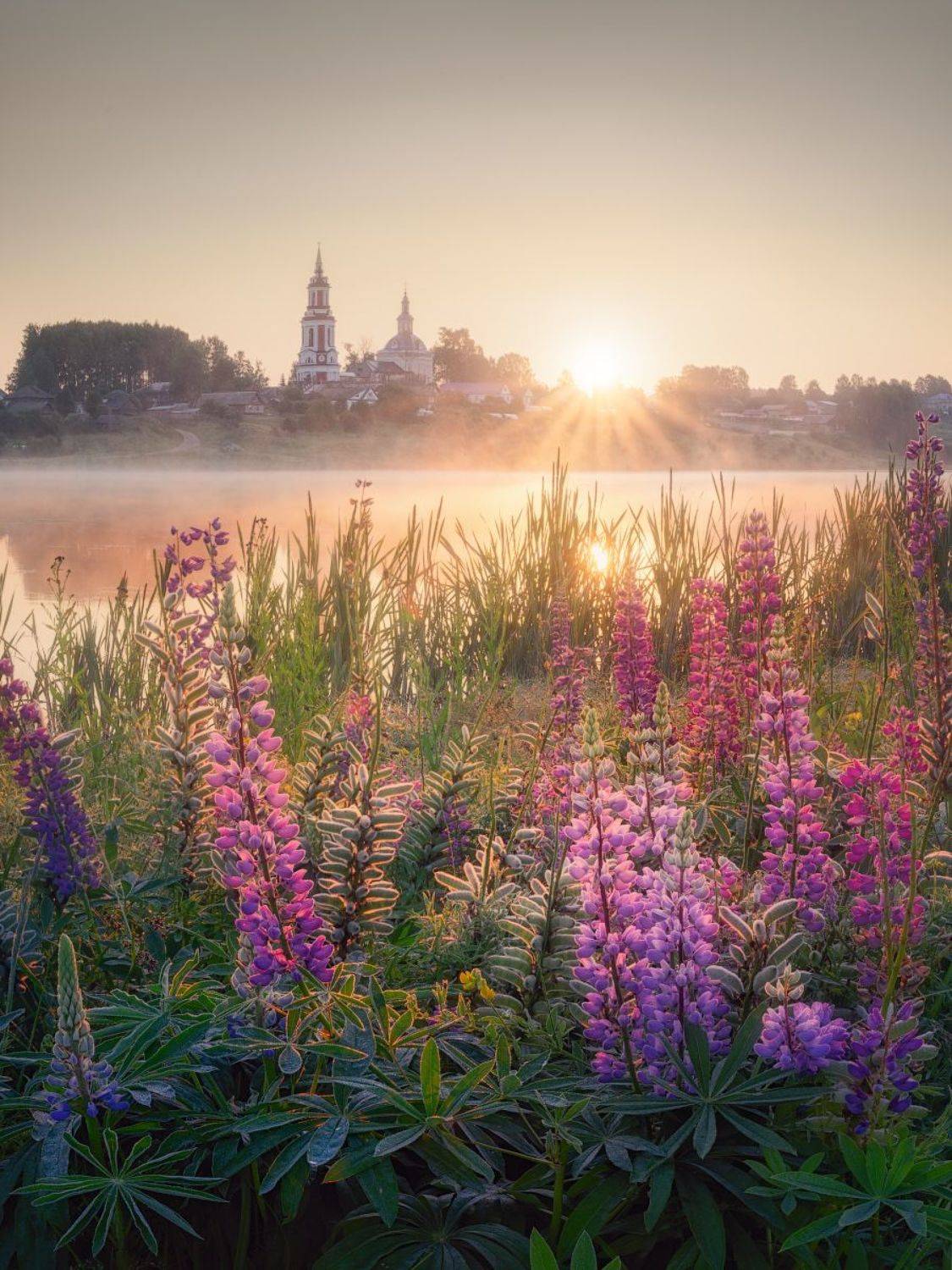 , Дмитрий Медянцев