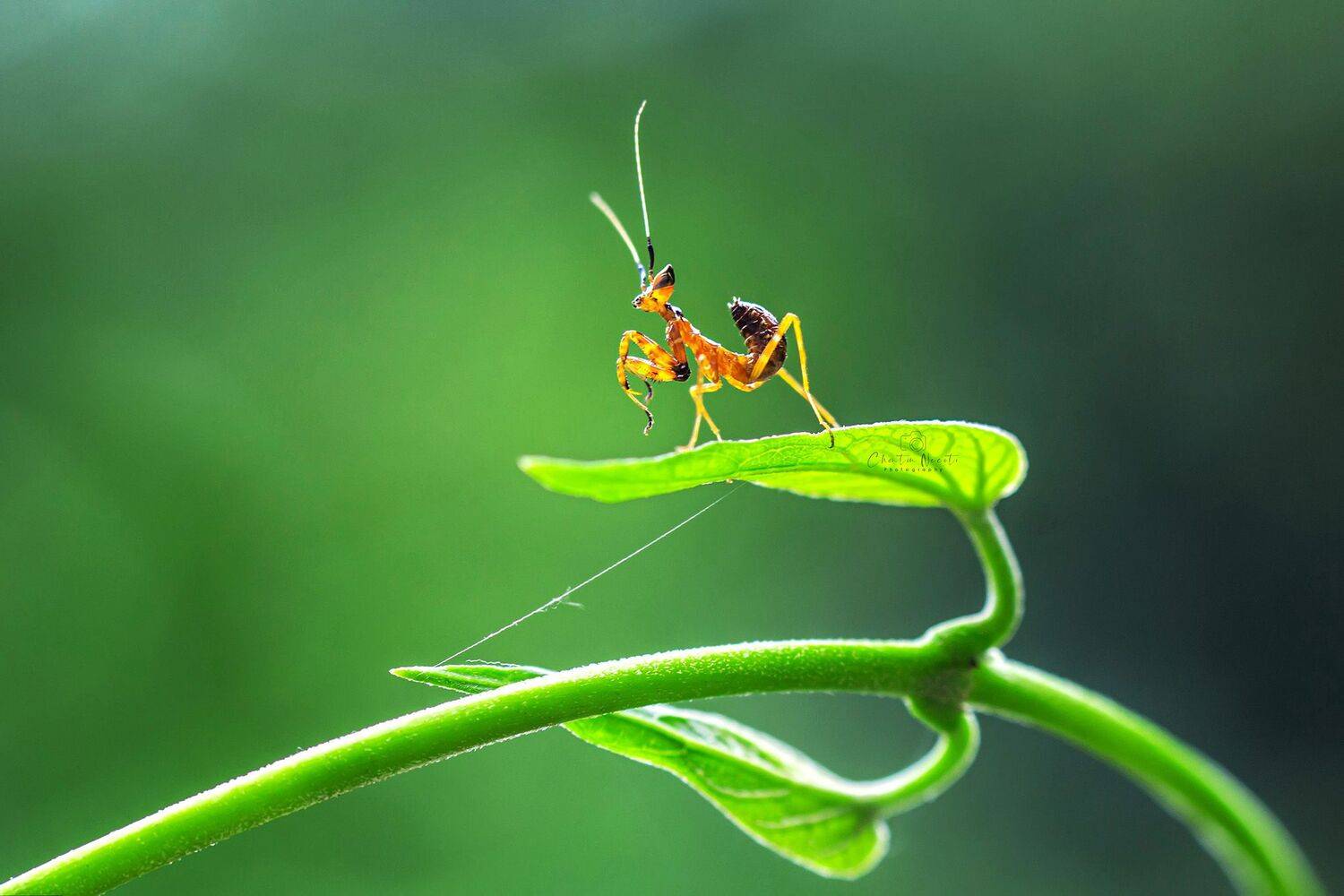 mantis, sunlight, green, insect, animal, nature, natural, outdoor, leaf, beautiful, focus, light, sun, NeCoTi ChonTin