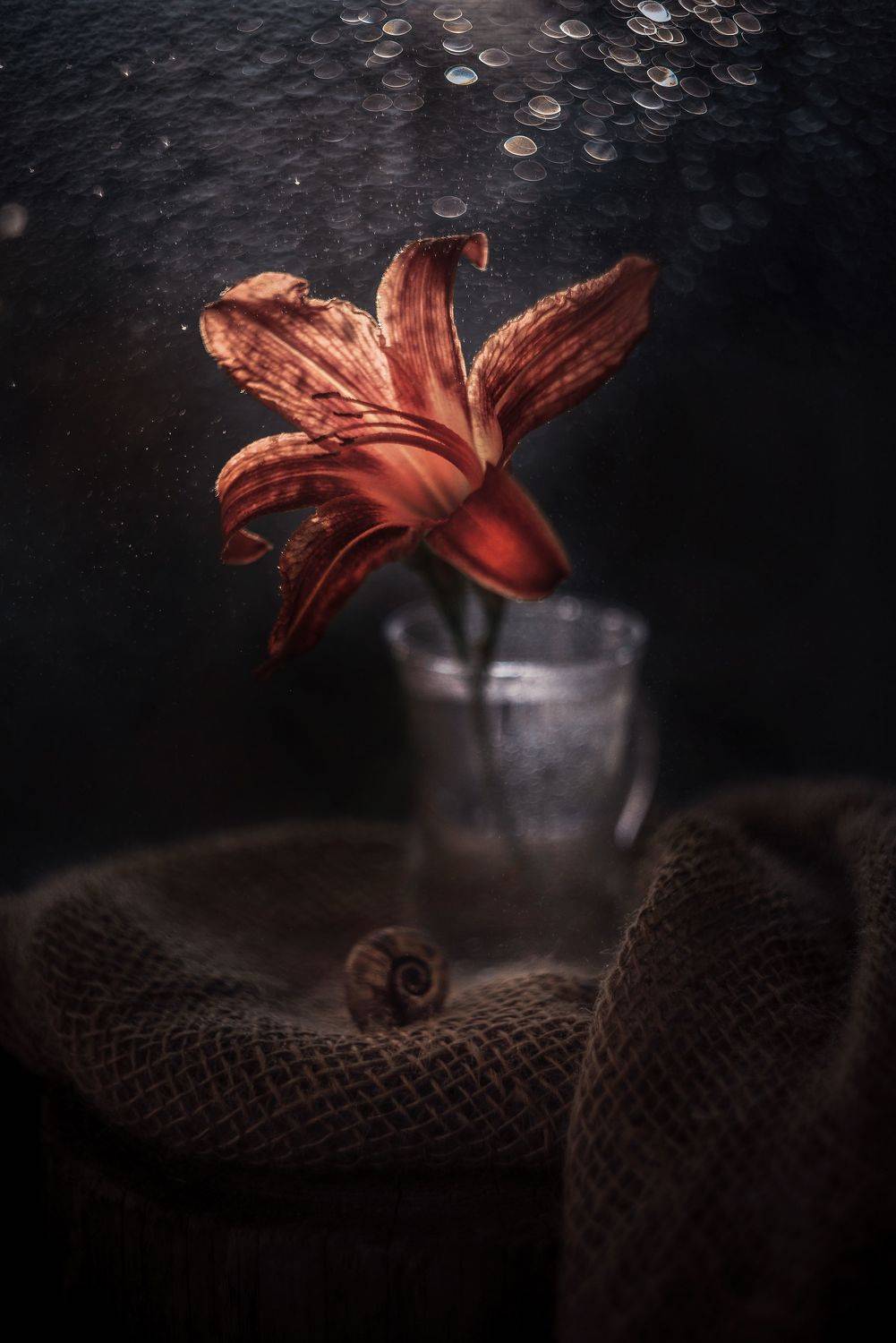 , Лапшина Владлена