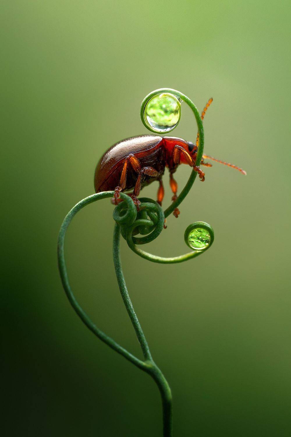 , Татьяна Гореславец