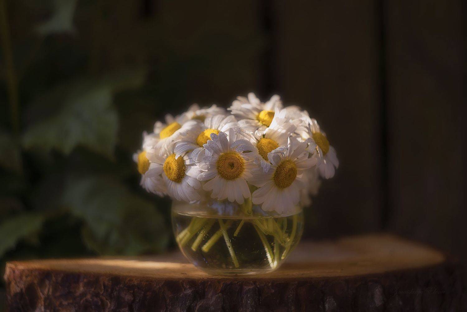 , Елена Зимацкая