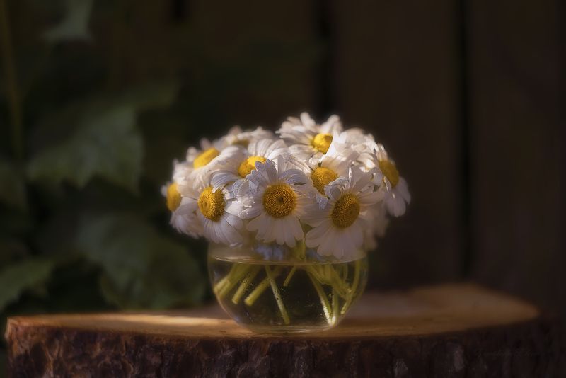 ***ромашки фото превью