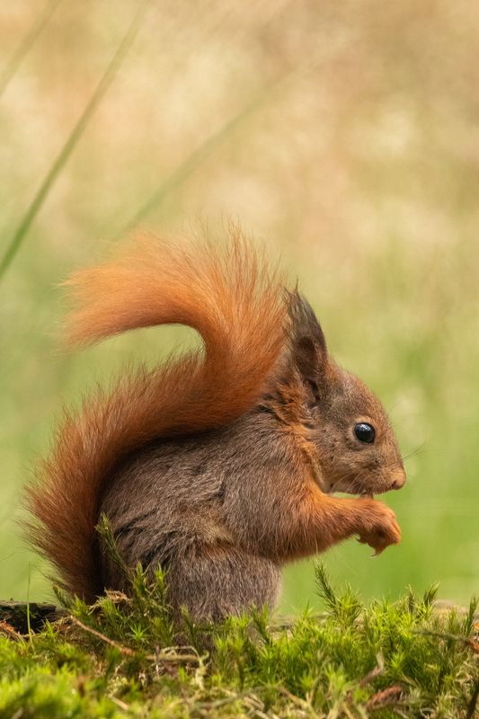Animals фото превью