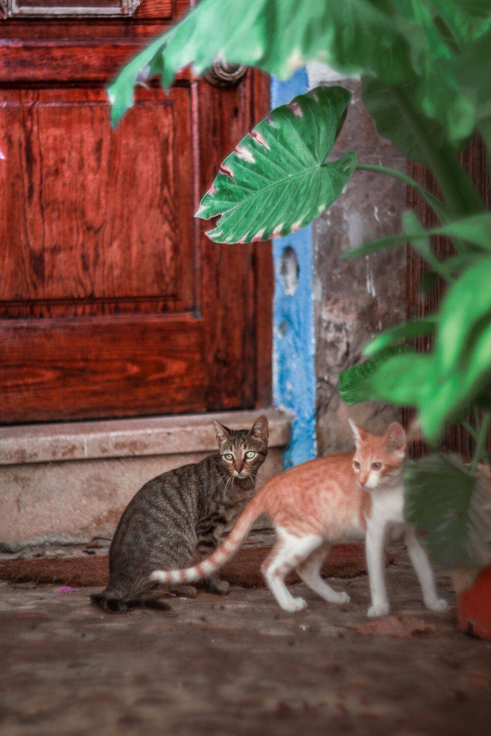 blue,brown,cats,plant,building,exterior,street,, Борислав Алексиев