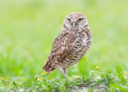 Cыч - Burrowing Owl