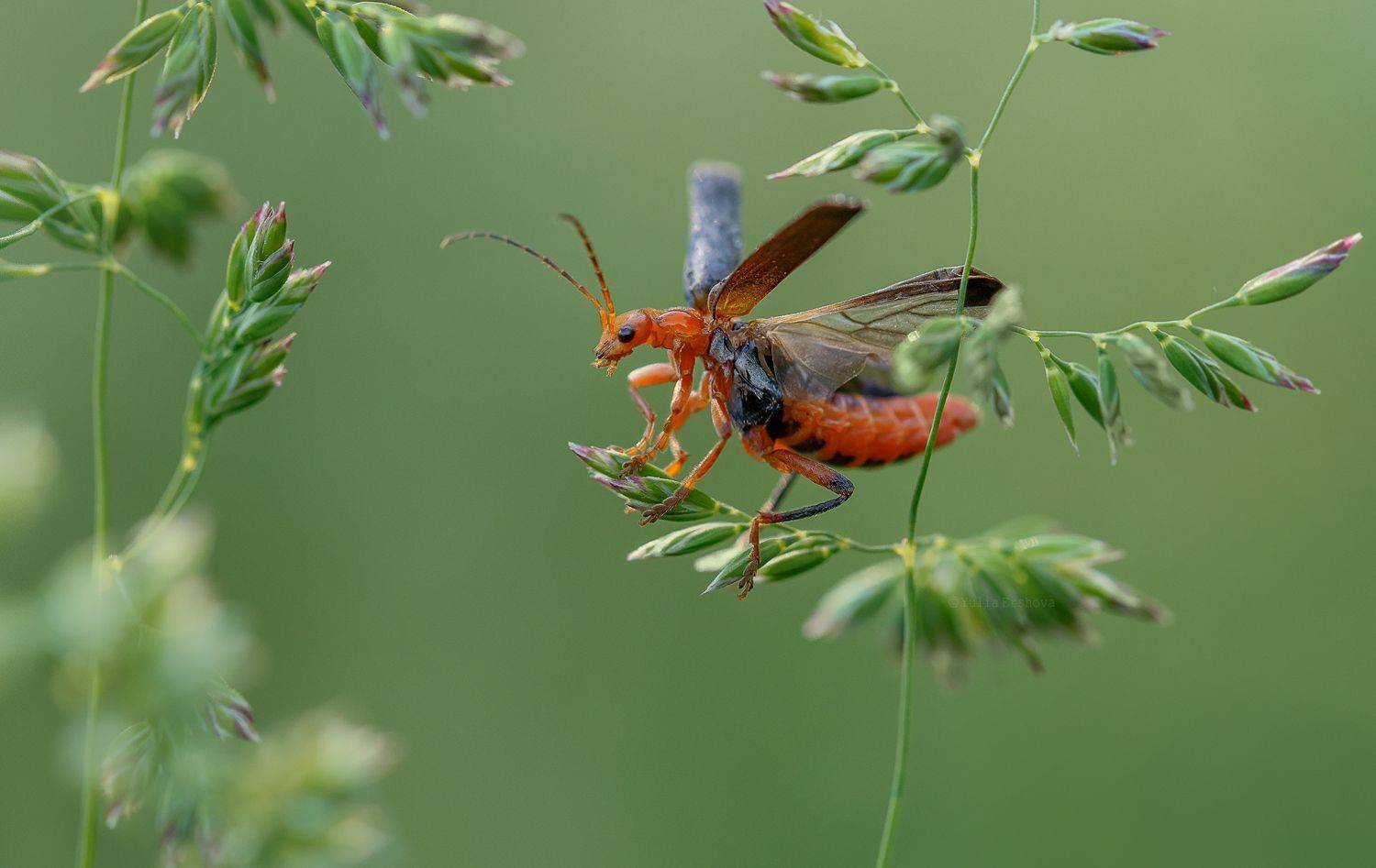 жук-пожарник, Ершова Юлия