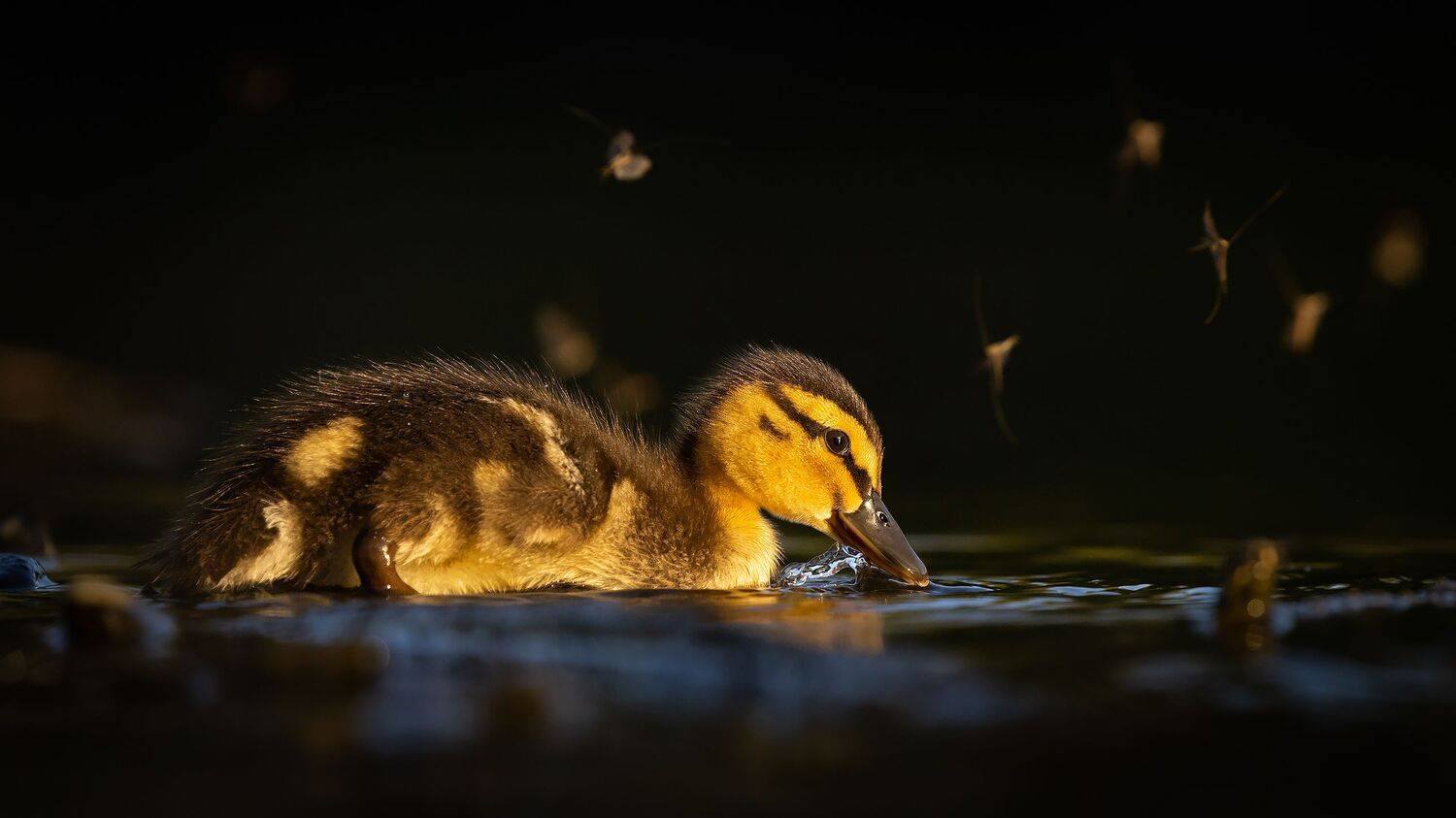 , Robert Adamec