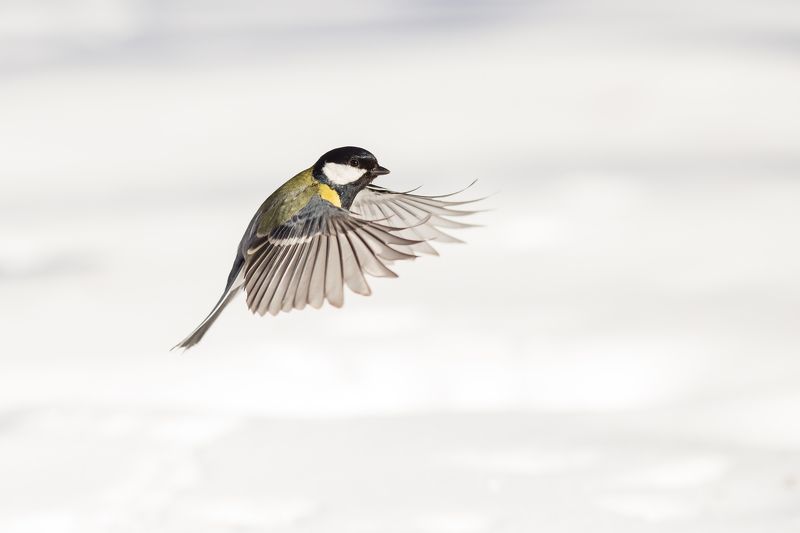 синица фото превью