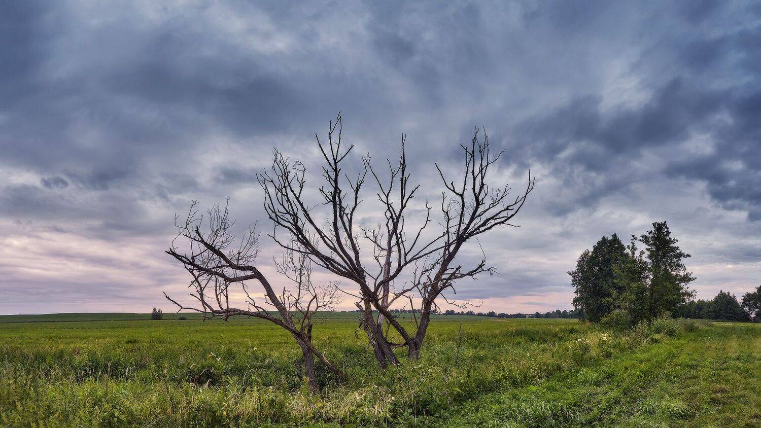 беларусь, вечер, закат, июль, лето, облака, птичь, тучи, Вейзе Максим