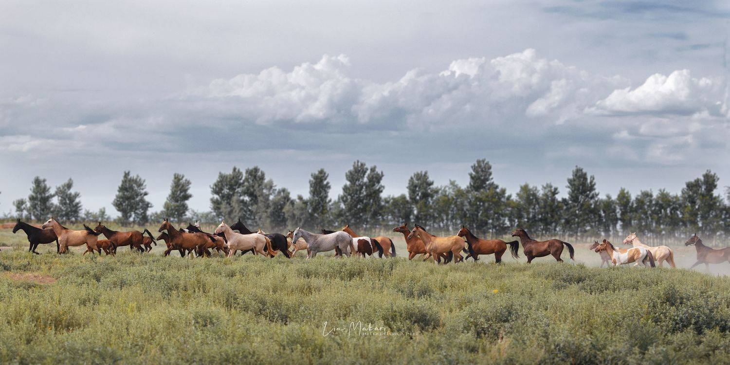 Лошадь, лошади, horse, табун, Lia Makari