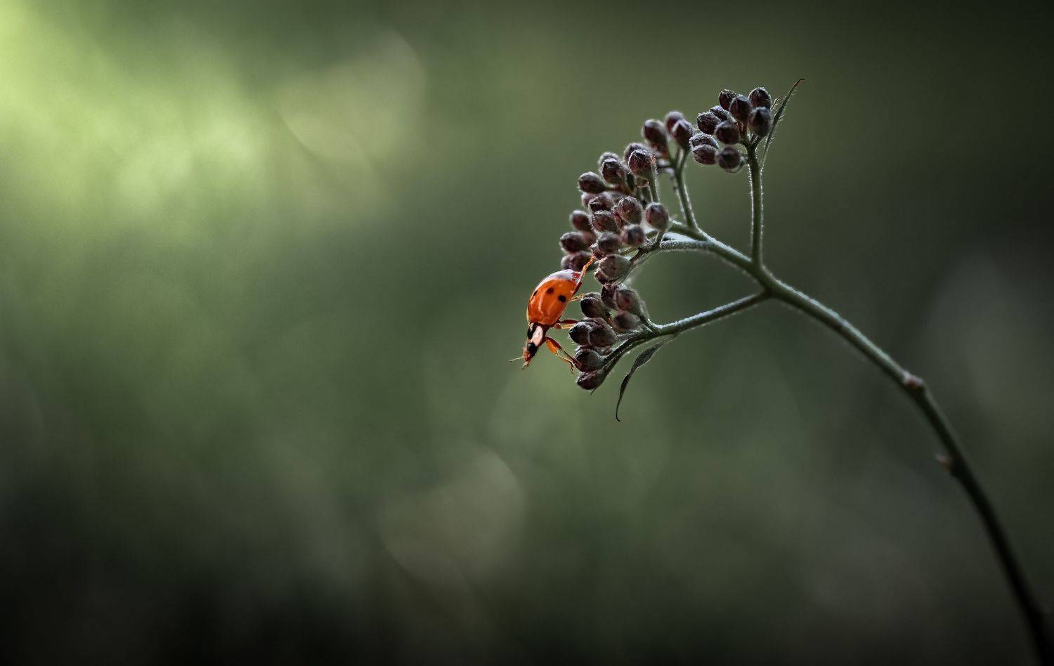 insect, ladybug, bug, macro, grass, flower, sunset, sunrise, nature, wild,, Atul Saluja