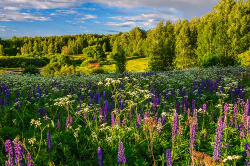 Летний вечер