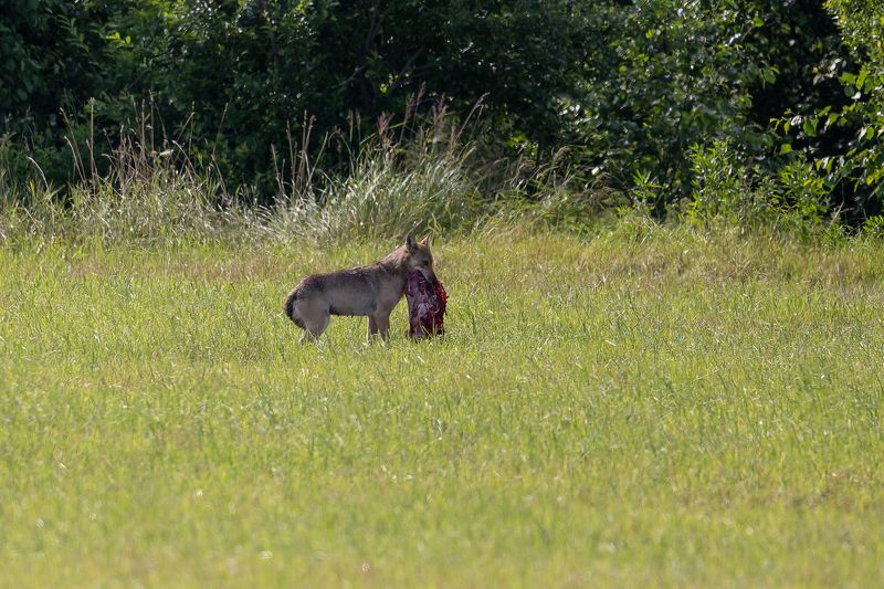 Vilcene ar medijumu фото превью