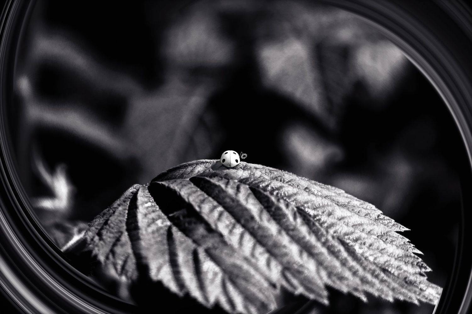 креатив, концепция, коллаж, обработка, creative, conceptual, collage, fineart, loneliness, alone, Дмитрий Салтыков