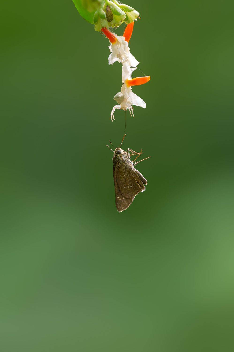 Wildlife, Macro, Kushan Madushanka Sonnadara