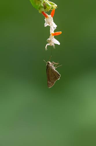 The Hunter and the Prey