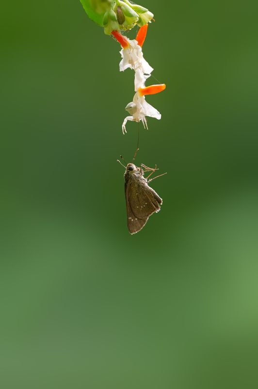 Wildlife, Macro The Hunter and the Prey фото превью