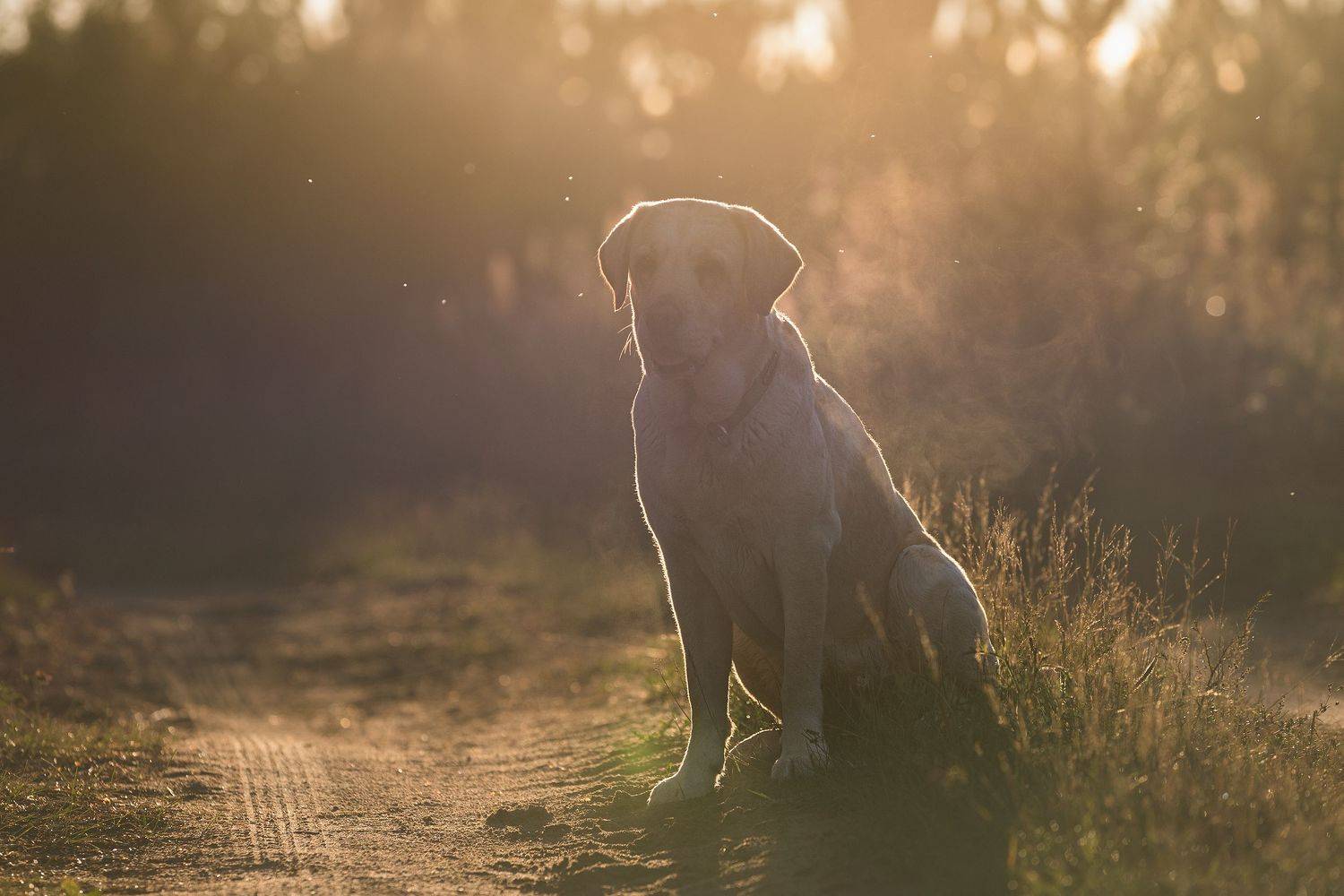 закат, контровой свет, лабрадор, поля, собаки, фотограф собак, фото собак, фотограф анималист, фотограф калуга, Шерскова Мария