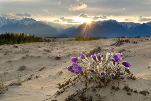 май в песках
