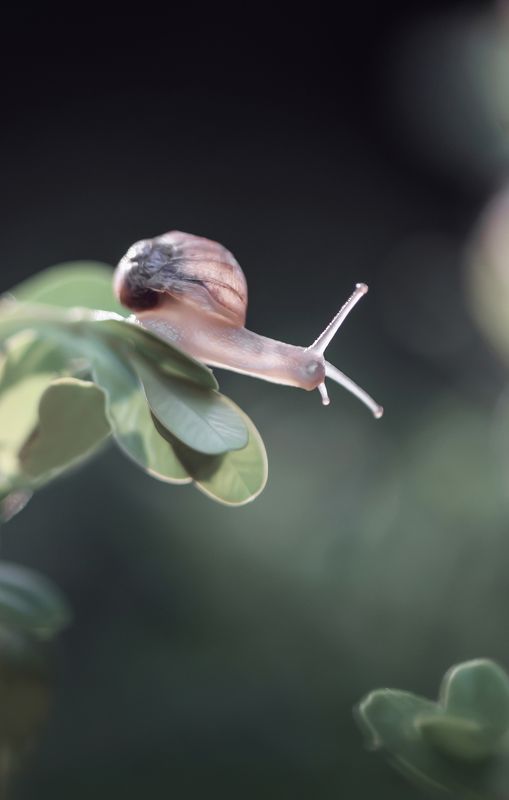 макро, макросказки, макроистории, улитки, вчувствование, созерцание, тишина, покой, лес, природа, красота, \