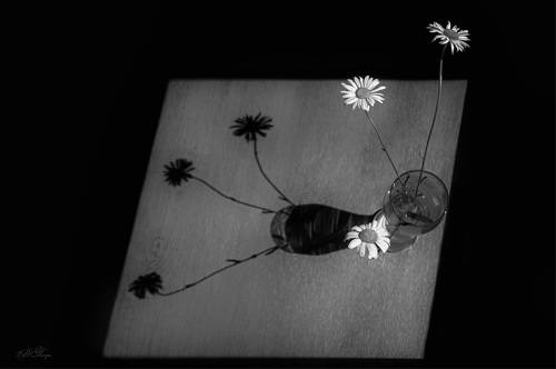 В кусочке солнечного света